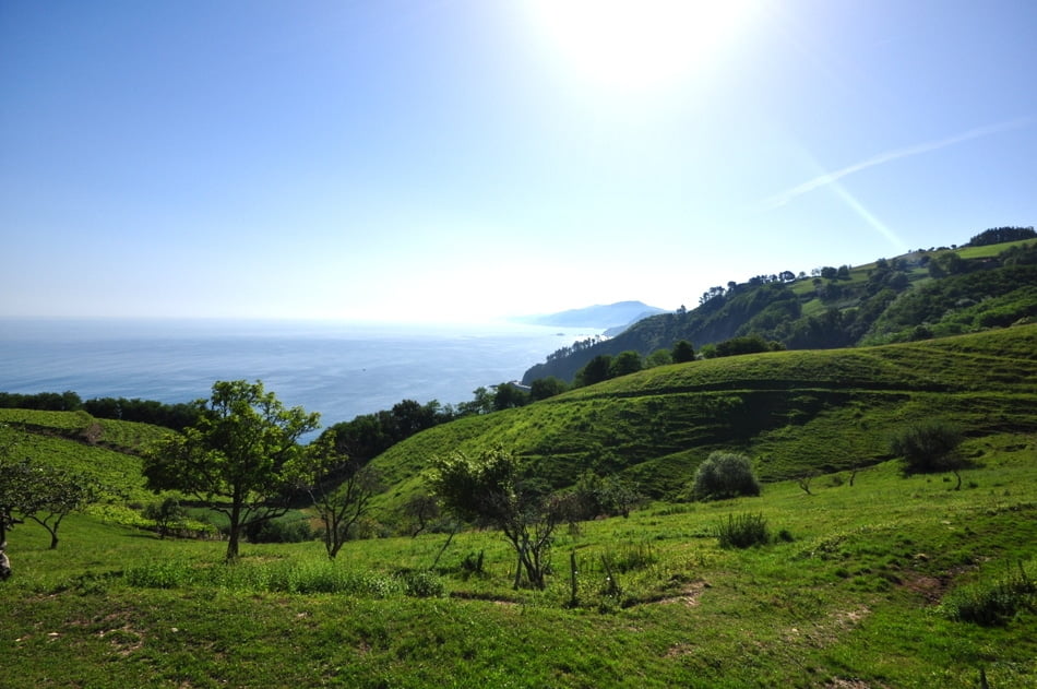 Vignobles_Txakoli_Getaria