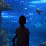 aquarium-de-donostia-san-sebastian-pays-basque-pais-vasco