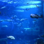 aquarium-de-donostia-san-sebastian-pays-basque-pais-vasco-poisson