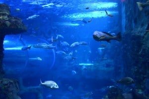 aquarium-de-donostia-san-sebastian-pays-basque-pais-vasco-poisson