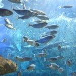 aquarium-de-donostia-san-sebastian-pays-basque-pais-vasco-poissons