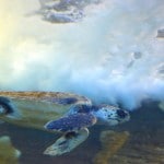 aquarium-de-donostia-san-sebastian-pays-basque-pais-vasco-tortue