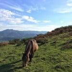 hondarribia-ville-frontaliere-pays-basque-vue-panoramique-chevaux-foret-chevaux