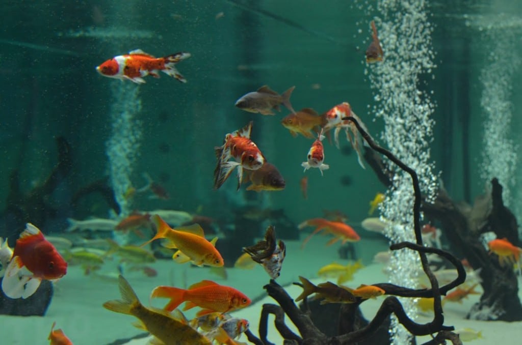 museedelascience-donostia-eureka-poissons