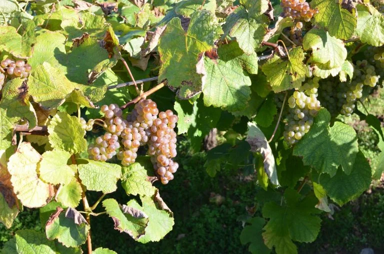 le-txakoli-vigne-pays-basque