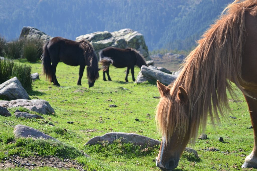 le-mont-adarra-randonnee-pays-basque-balade-chevaux