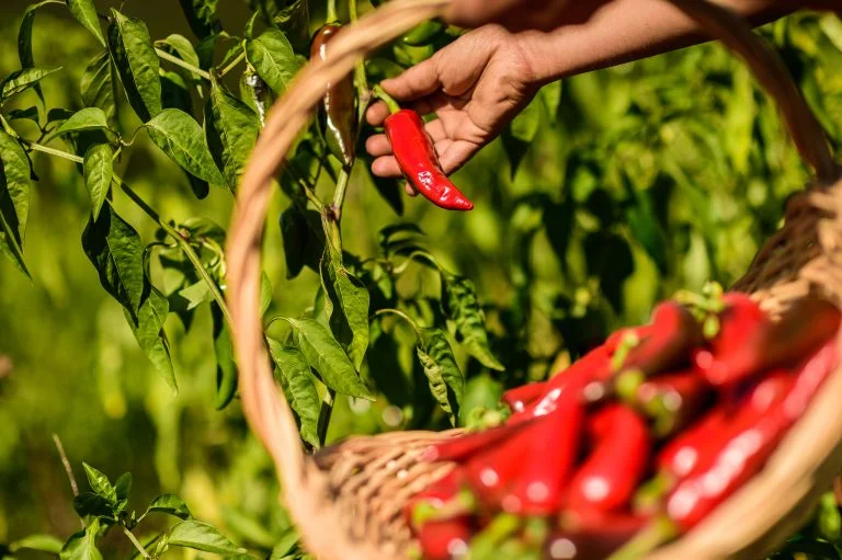 le-piment-autrement-pays-basque