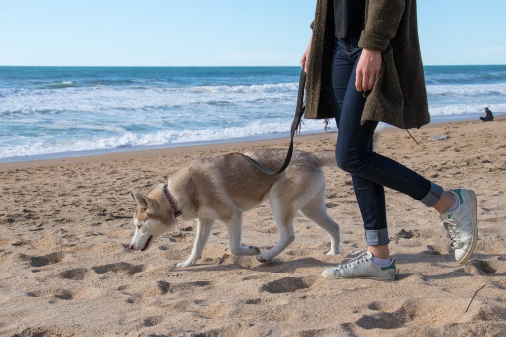 se-balader-avec-son-chien-pays-basque